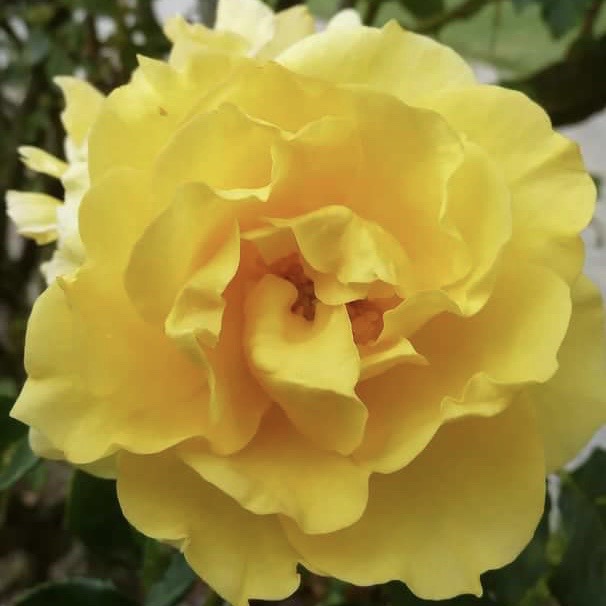 Голдштерн (Goldstern ) в Ставрополе