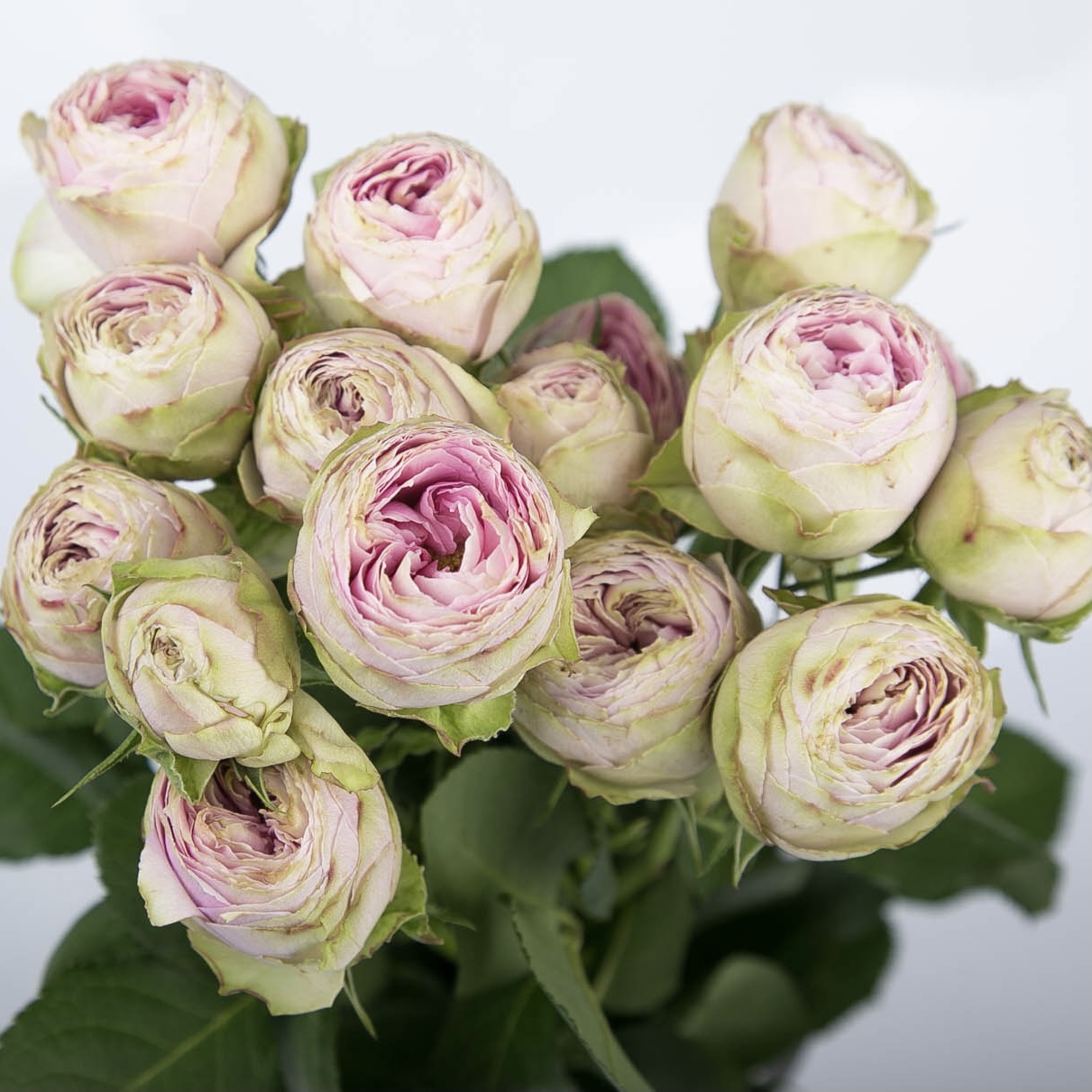 Пинк Лейс в Ставрополе