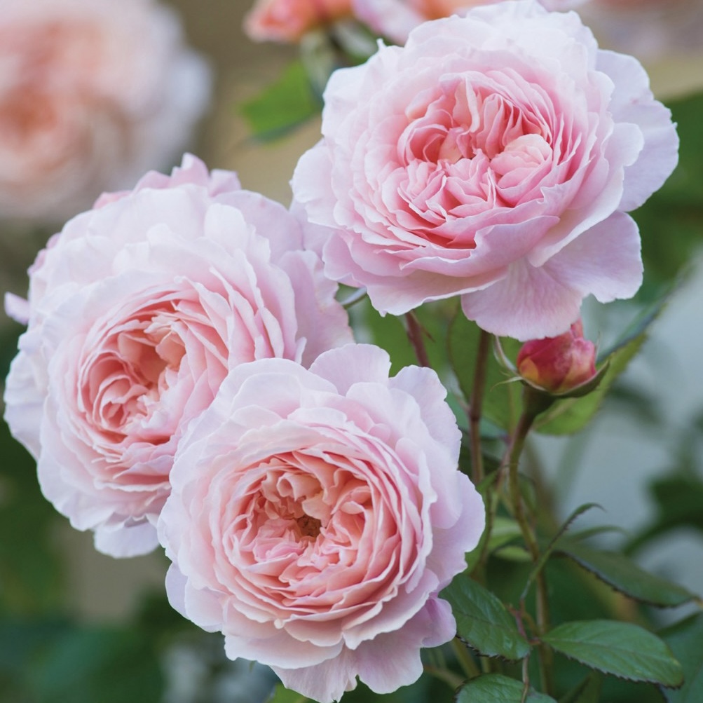 Э Шропшир Лэд  (A Shropshire Lad) в Ставрополе