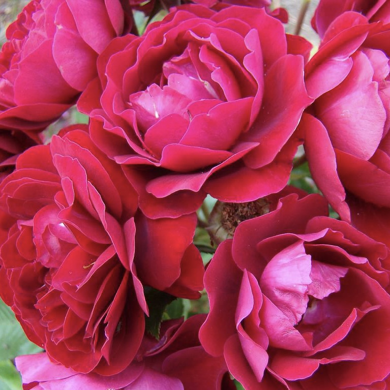 Ред Абунданс (Red Abundance) в Ставрополе