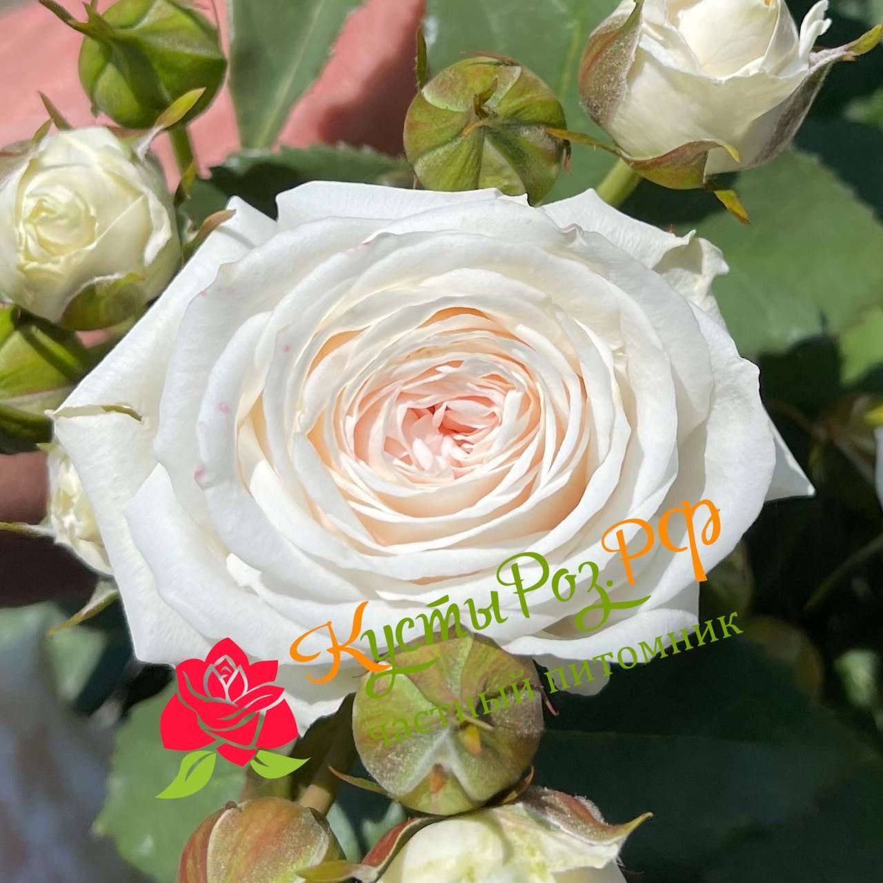 Эксклюзив Сенсейшен (Exclusive Sensation) в Ставрополе