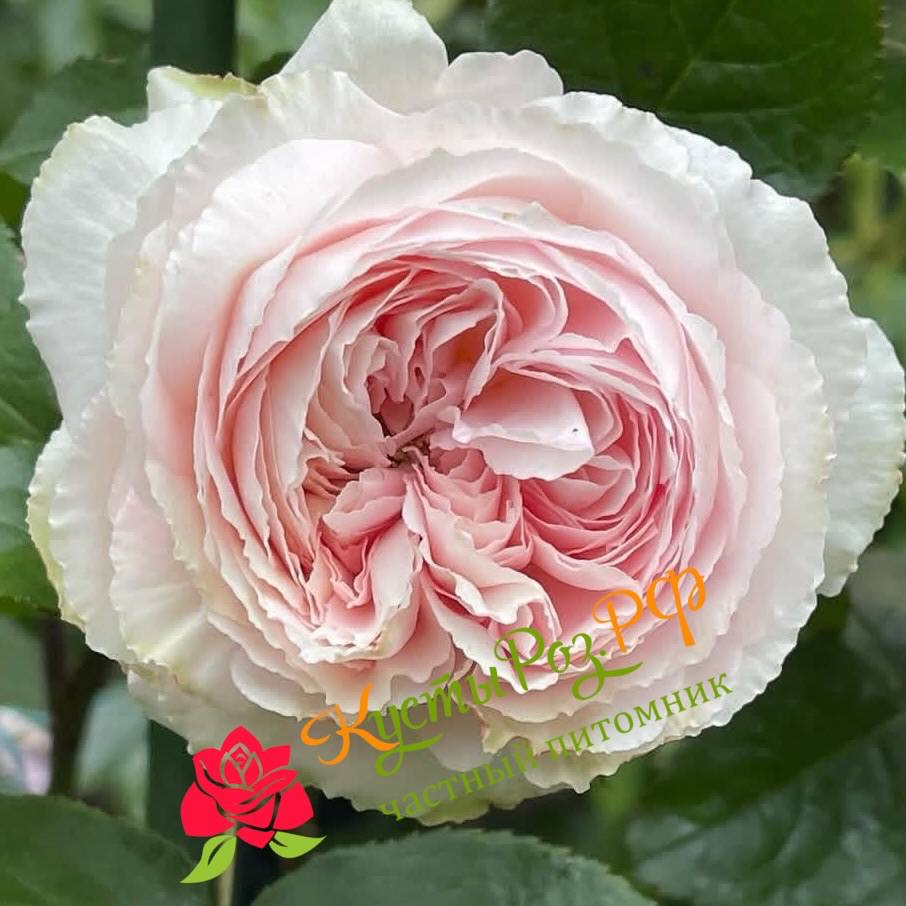 Хиори (Hiyori) в Ставрополе