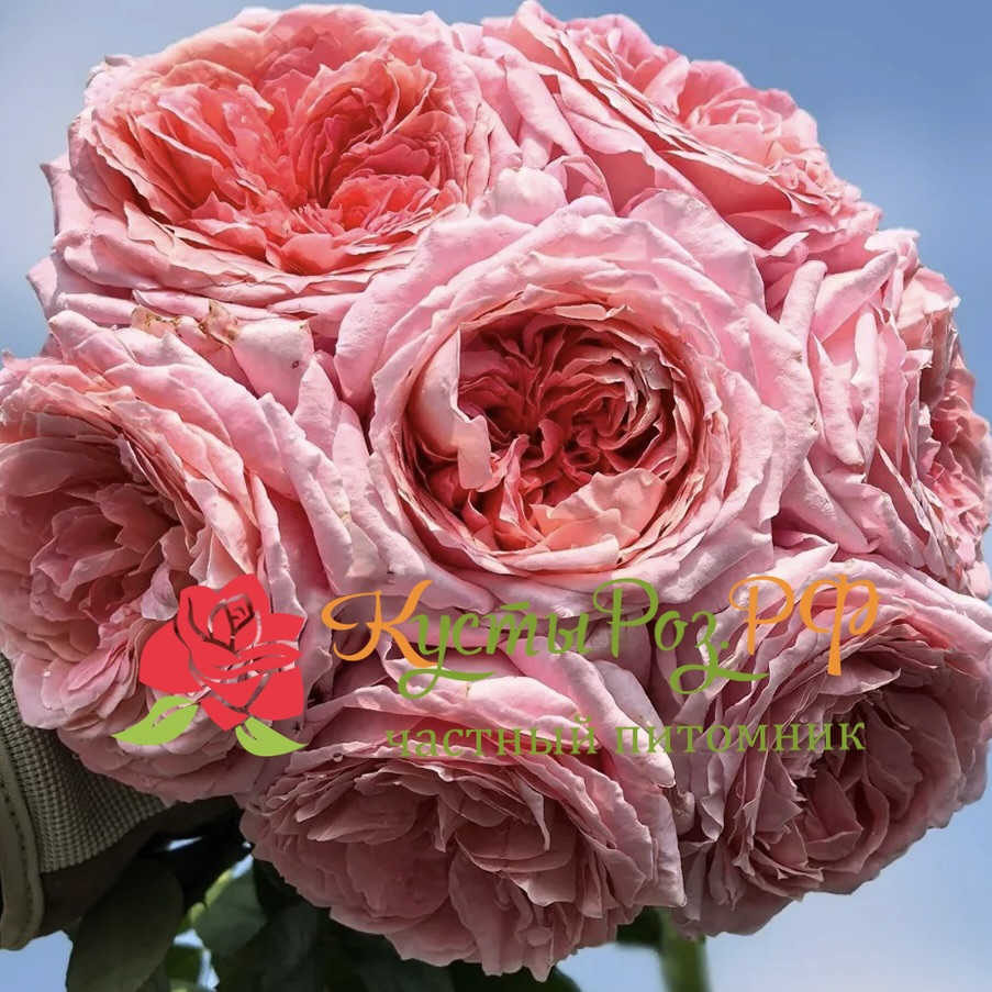 Анна-Софи Пик (Anne-Sophie Pic) в Ставрополе