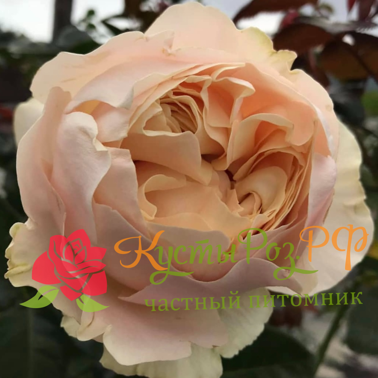 Шифон (Chiffon) в Ставрополе