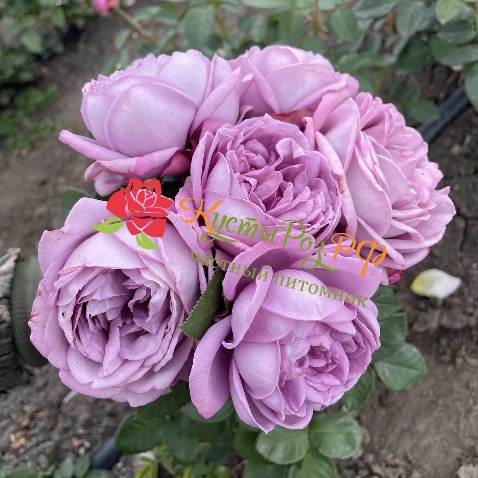 Кинда Блю (Kinda Blue) в Ставрополе