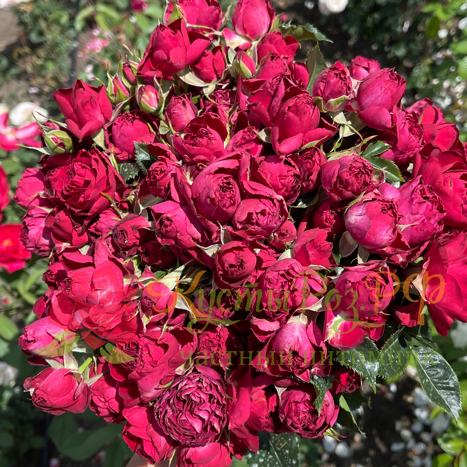 Ред Лейс (Red Lace) в Ставрополе