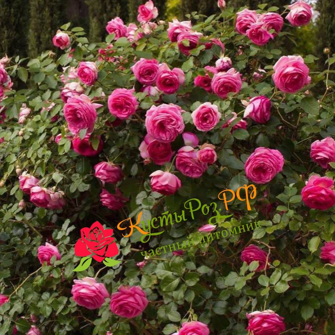 Цикламен Пьер де Ронсар (Cyclamen Pierre de Ronsard) в Ставрополе