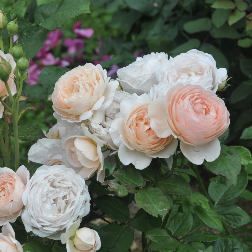 Эмбридж Роуз в Ставрополе