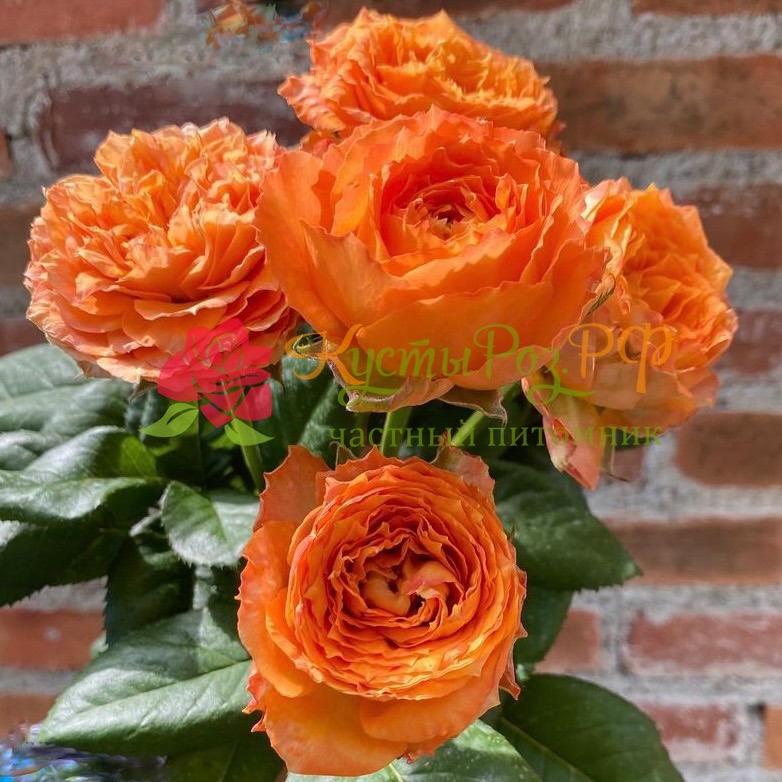 Оранж Романтика (Orange Romantica) в Ставрополе