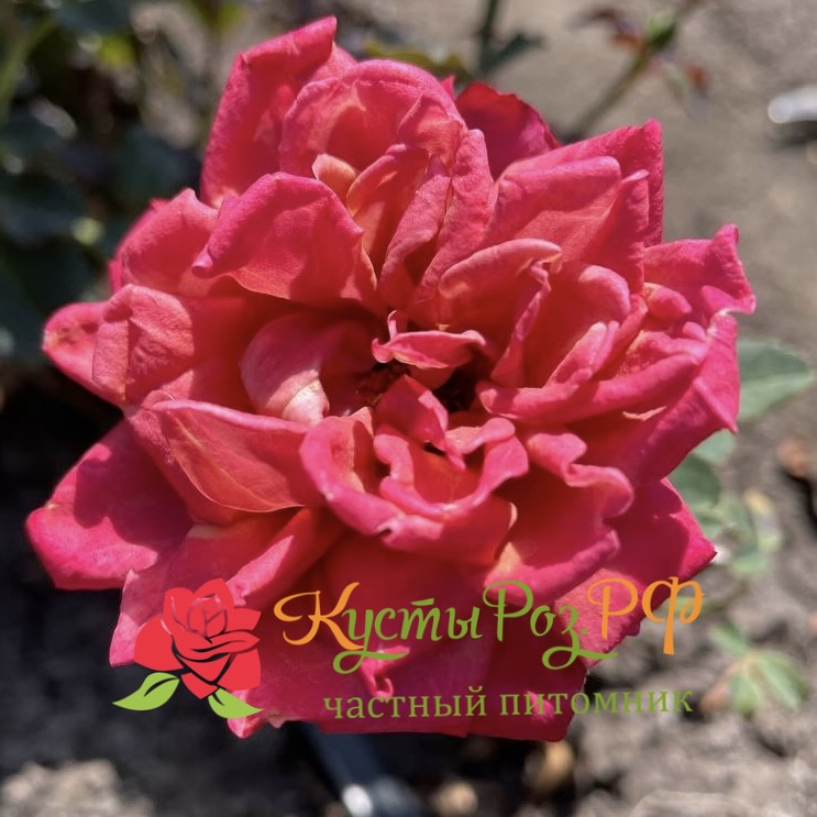 Ча-Ча (Cha-Cha) в Ставрополе