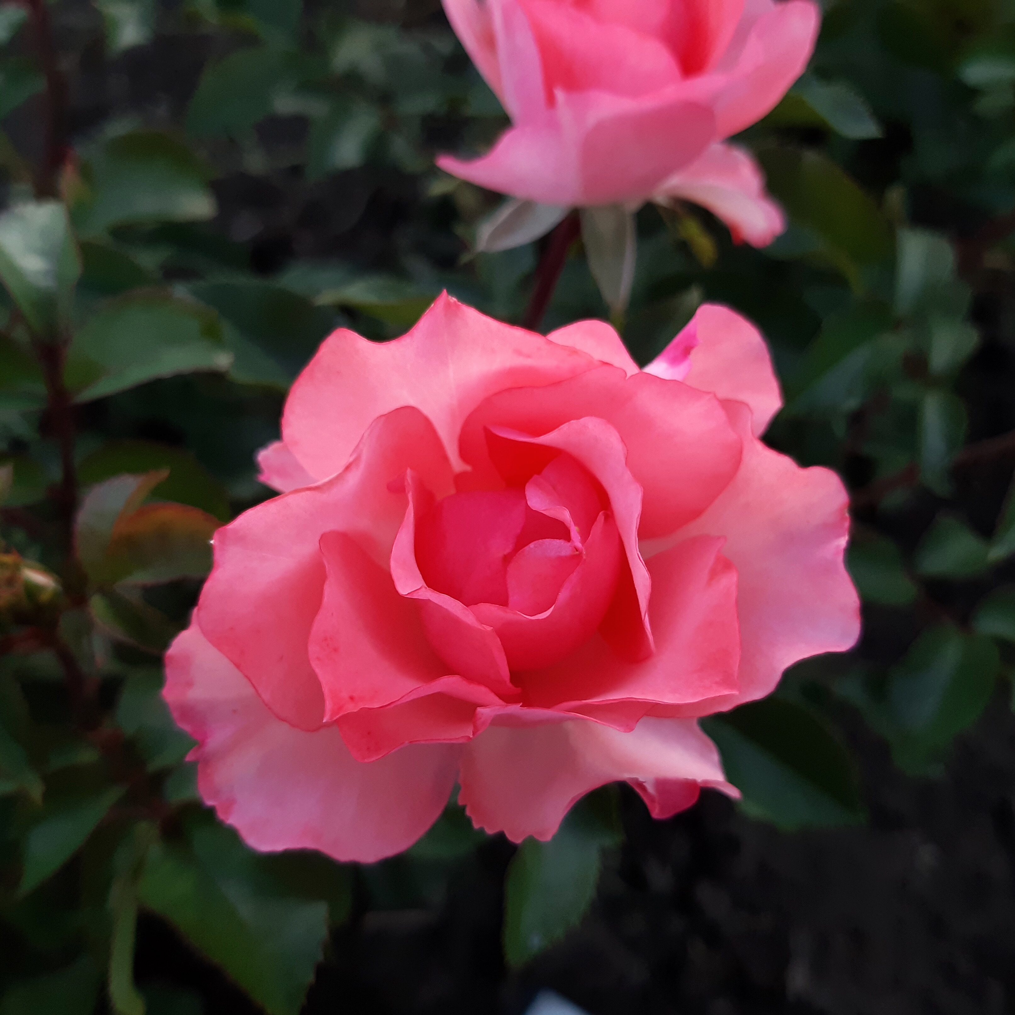 Сады Франции  (Jardins de France) в Ставрополе