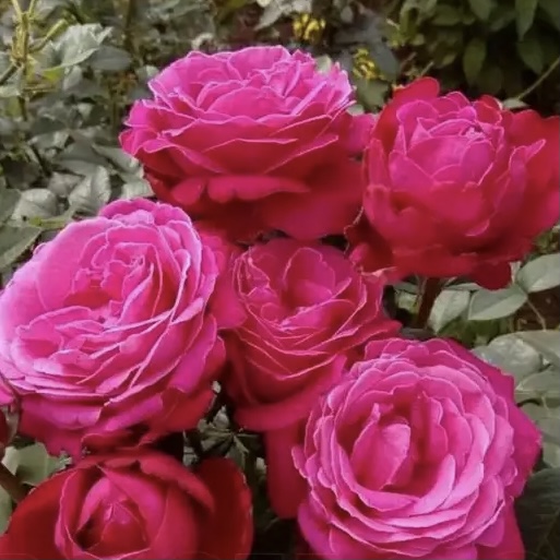 Сентер Ройял в Ставрополе