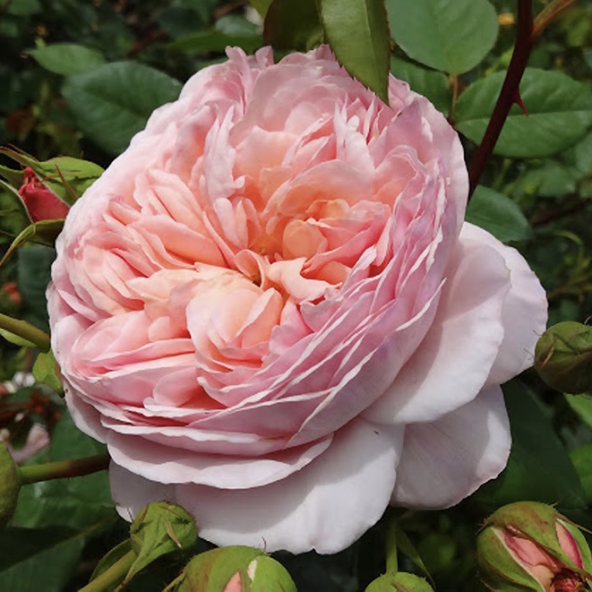 Эвелин в Ставрополе