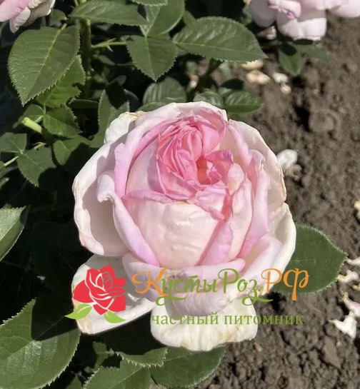 Эмейзинг Грейс (Amazing Grace) в Ставрополе