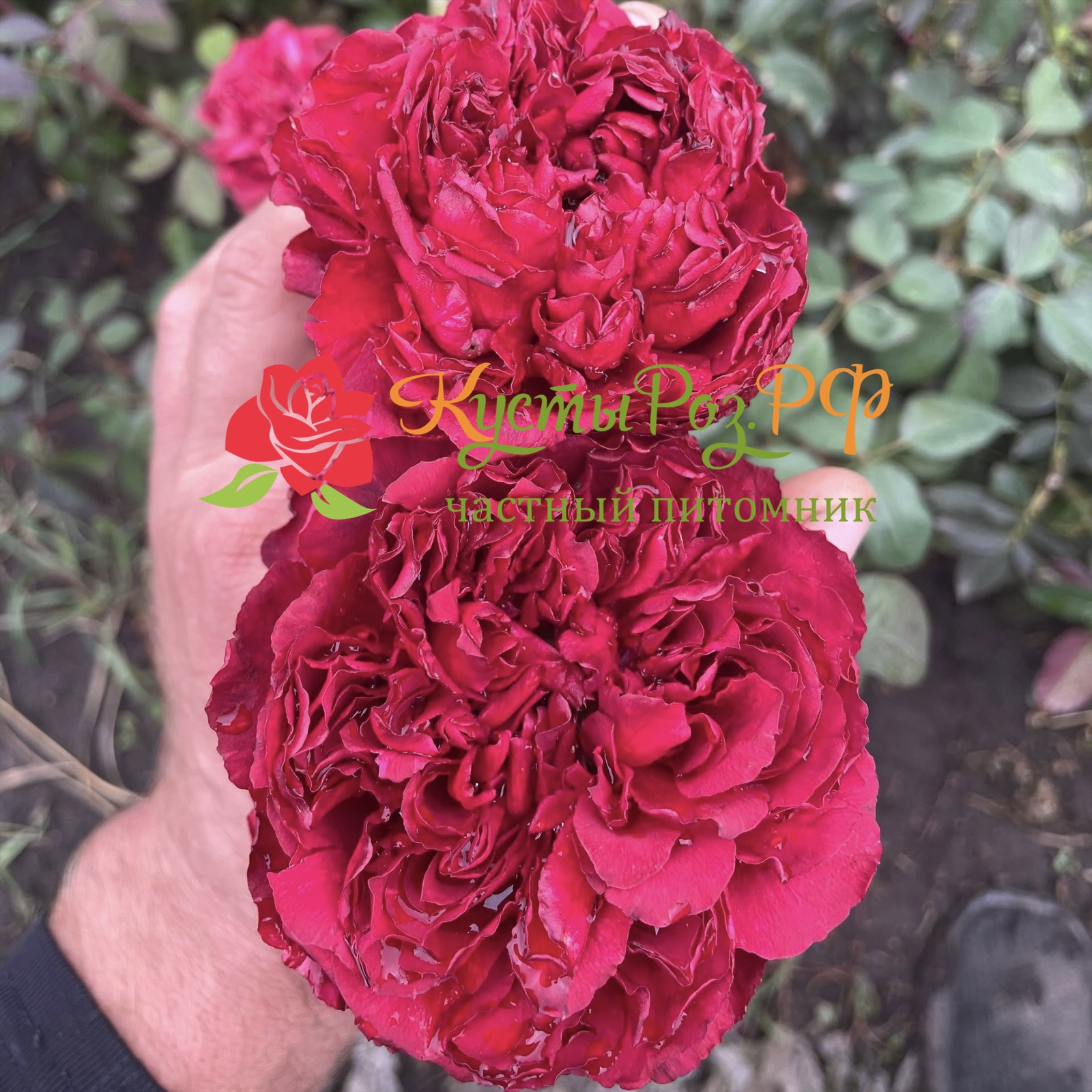 Распберри Элеганс в Ставрополе