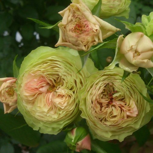 Картун в Ставрополе