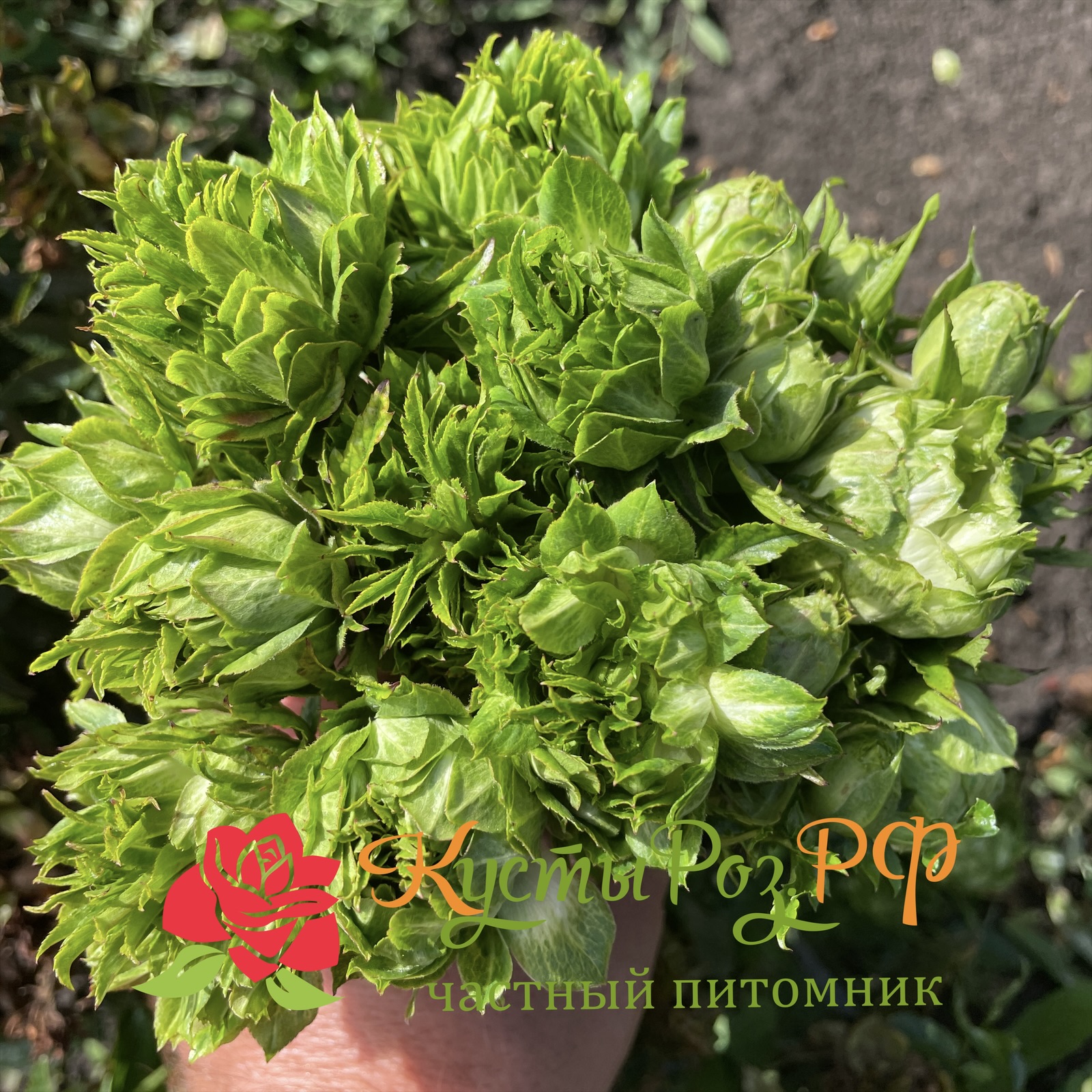 Мидори в Ставрополе