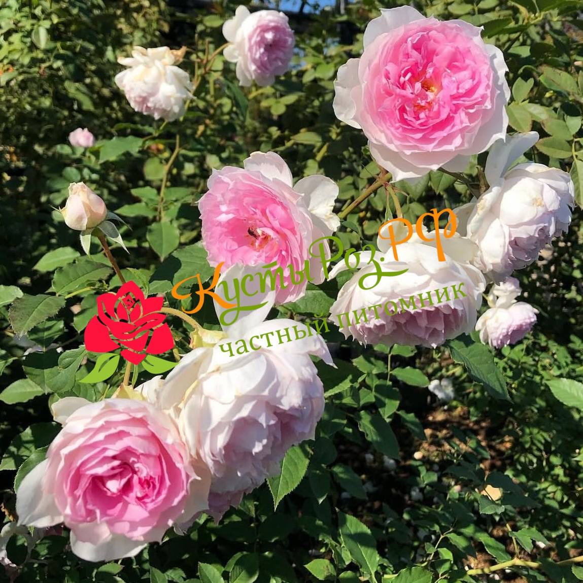 Шалимар (Shalimar) в Ставрополе