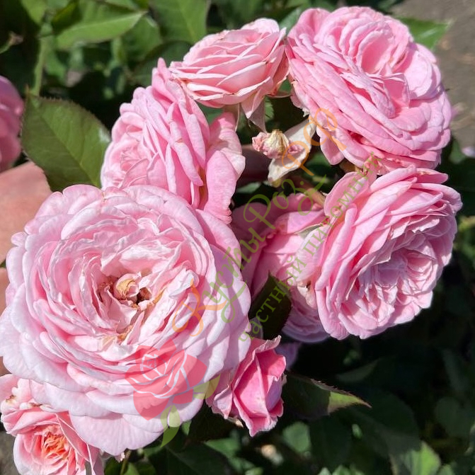 Розеграфин Мария Генриетта (Rosengräfin Marie Henriette) в Ставрополе