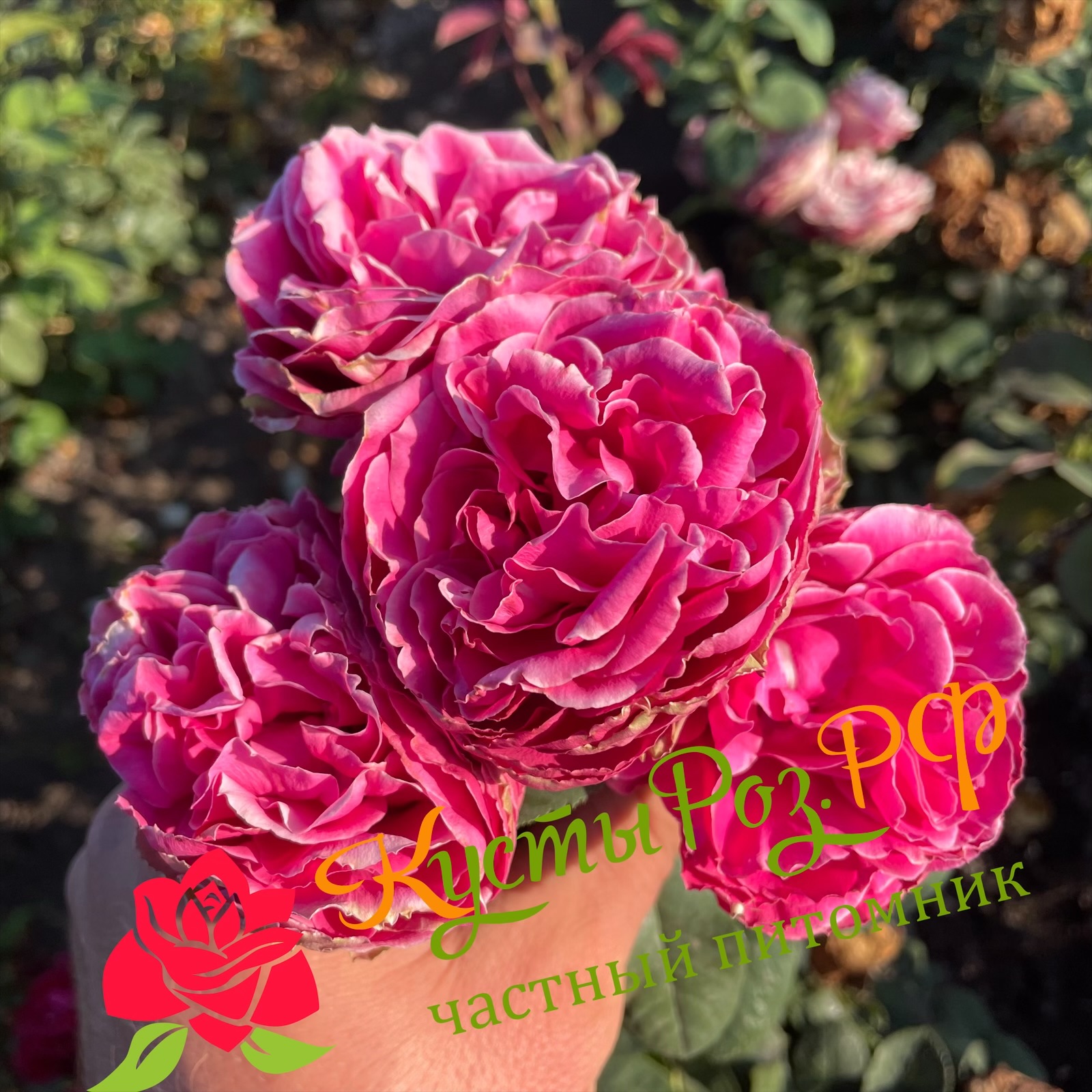 Хот Пинк Лейс (Hot Pink Lace) в Ставрополе