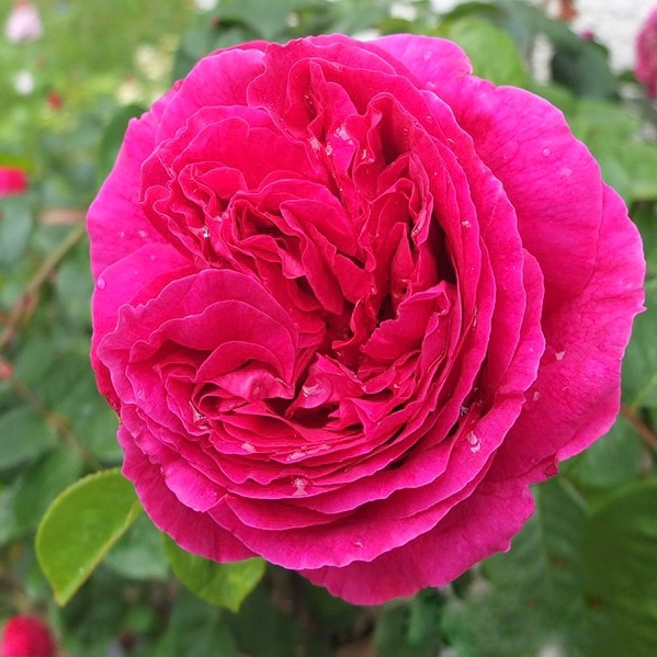 Отелло в Ставрополе