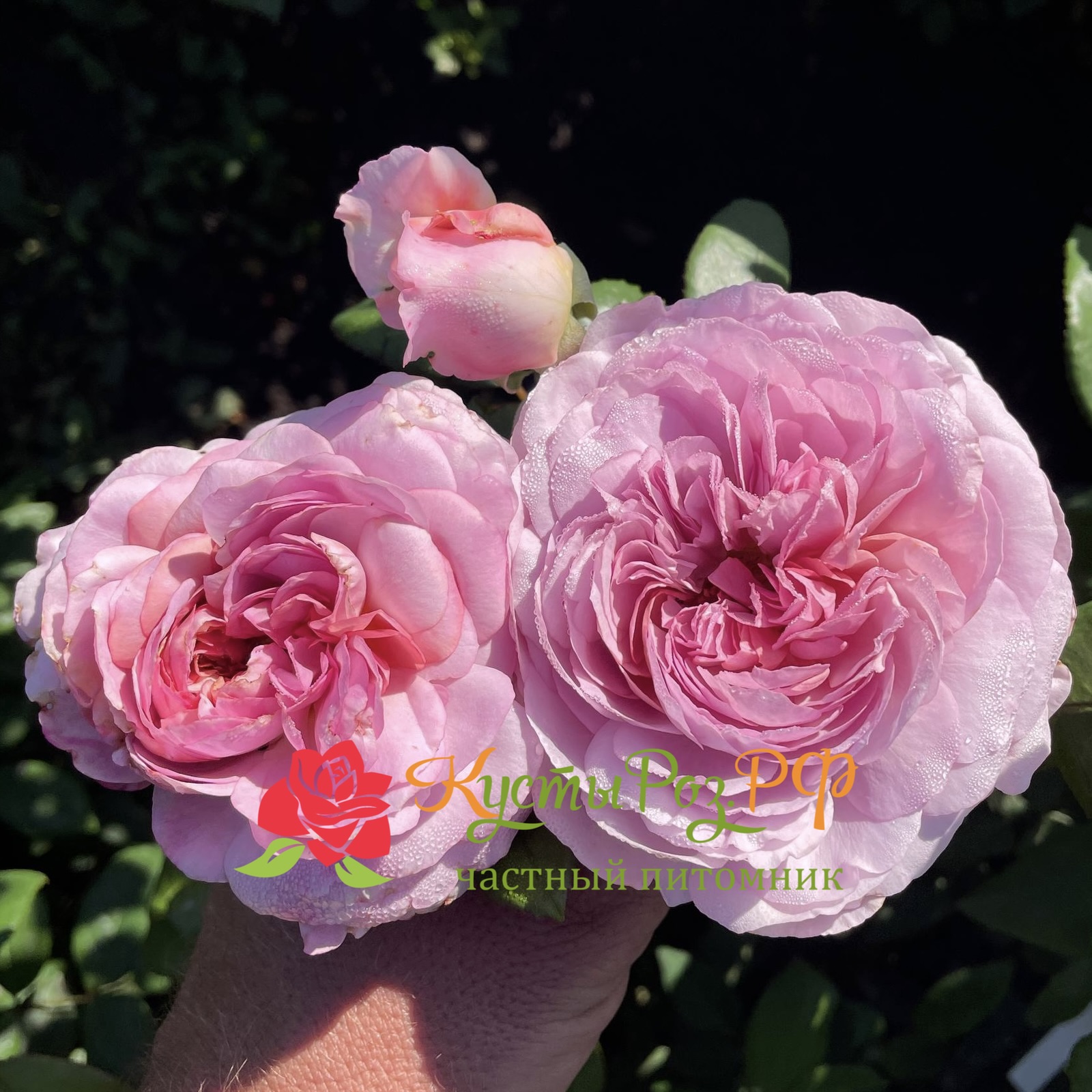 Зе Прайд (The Pride) в Ставрополе