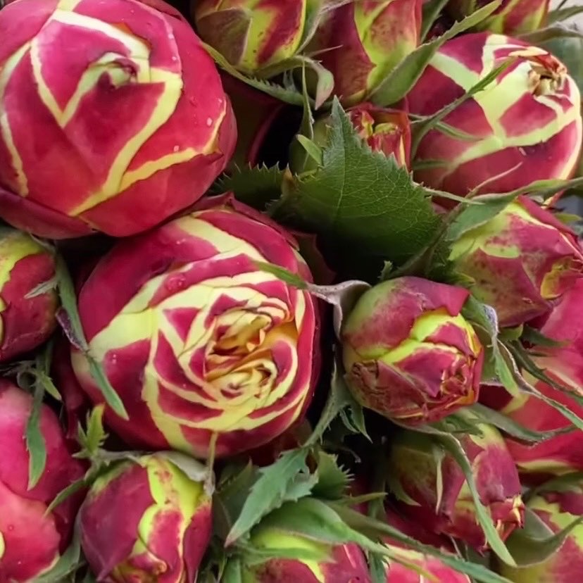 Вулканика в Ставрополе