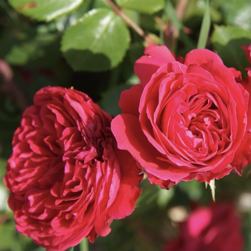 Ален Сушон в Ставрополе