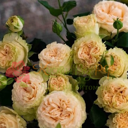 Саммер Роуз (Summer Rose) в Ставрополе