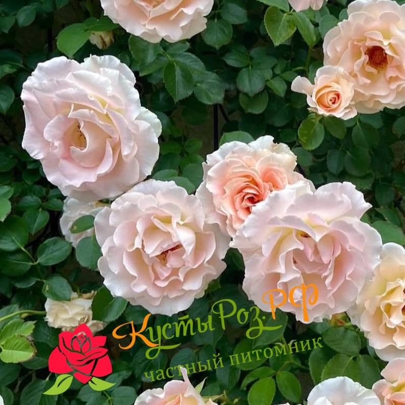 Рококо (Rokoko) в Ставрополе