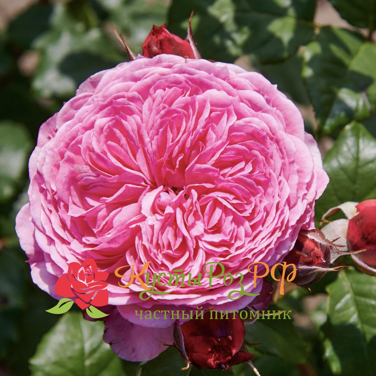 Тео Клеверс (Theo Clevers) в Ставрополе