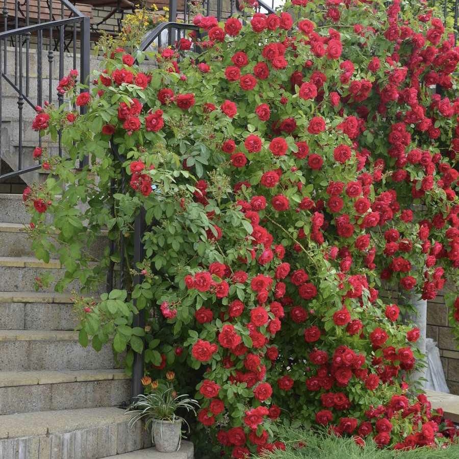 Фламентанц в Ставрополе