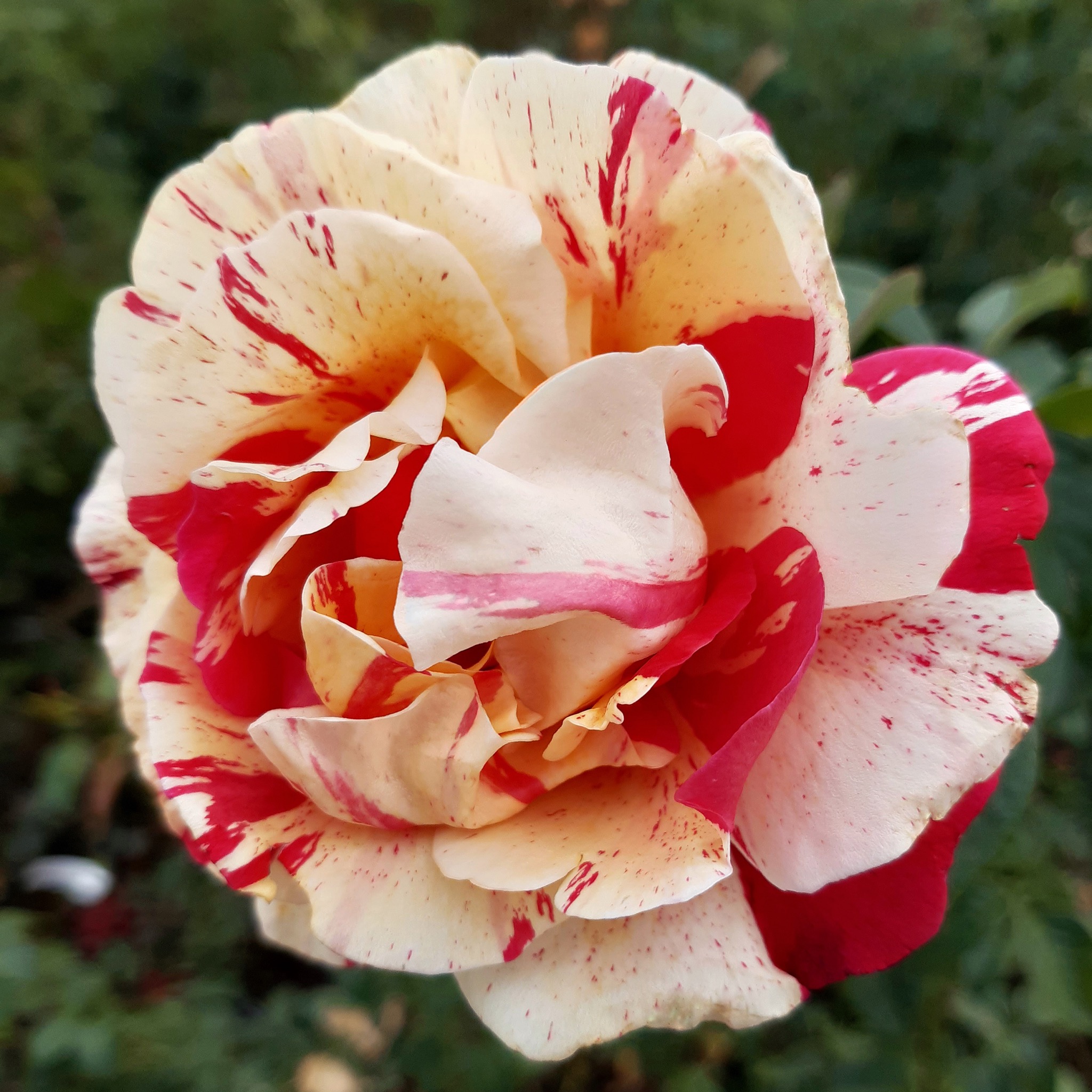 Ванилла Фрейз (Vanille Fraise) в Ставрополе