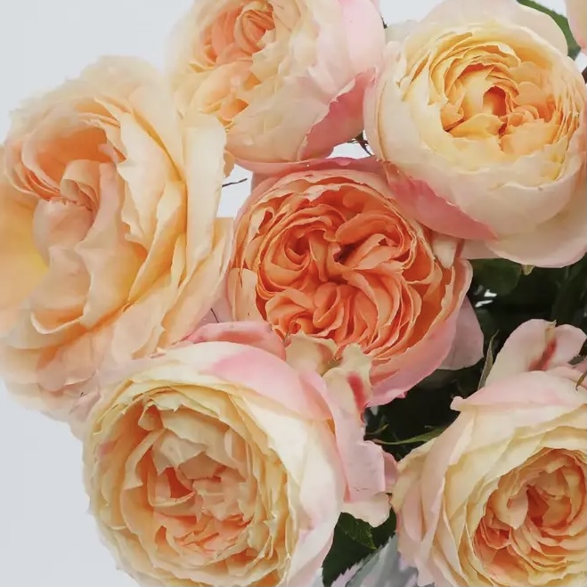 Принцесса Айко в Ставрополе