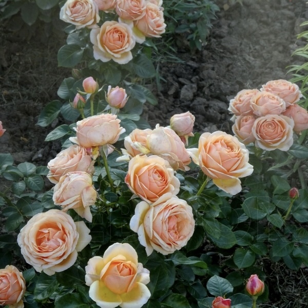 Йорс Континент Френдшип  (Yours in Continued Friendship) в Ставрополе