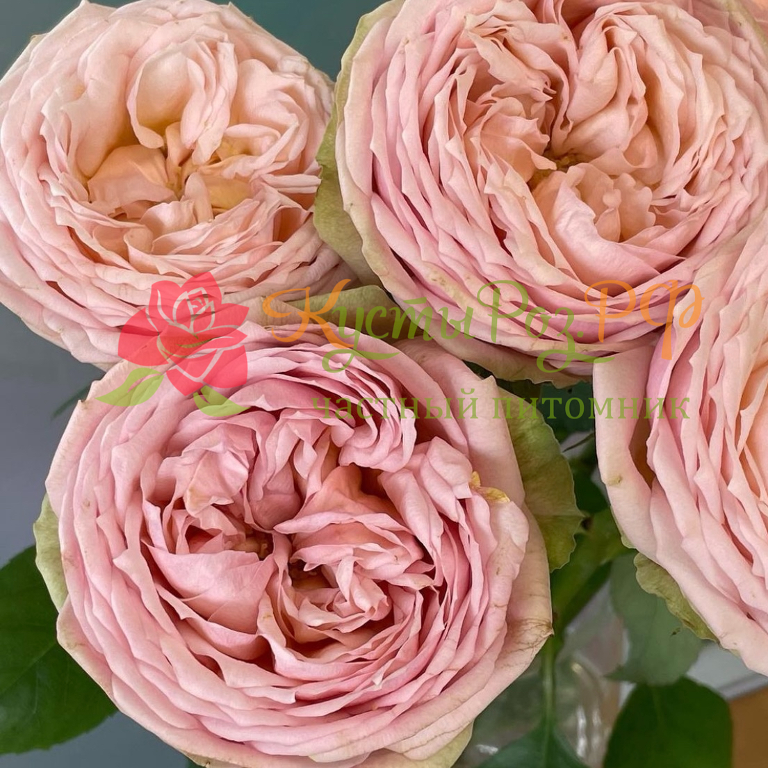 Свит Каталина (Sweet Catalina) в Ставрополе