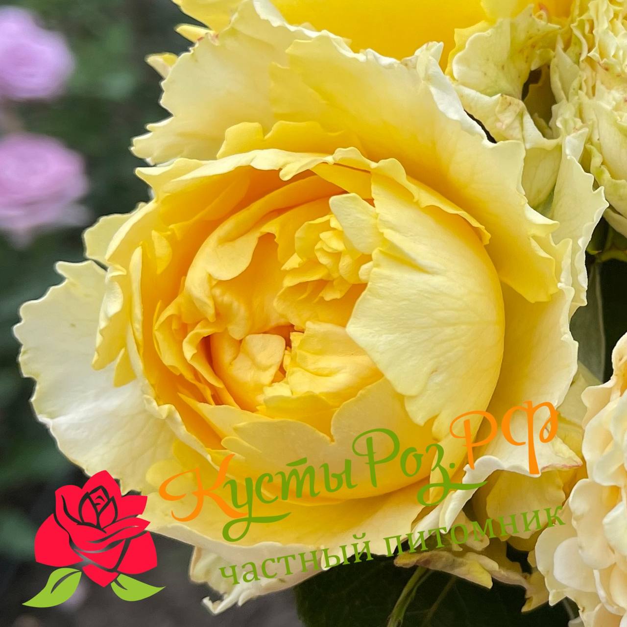 Каралуна Голд (Caraluna Gold) в Ставрополе