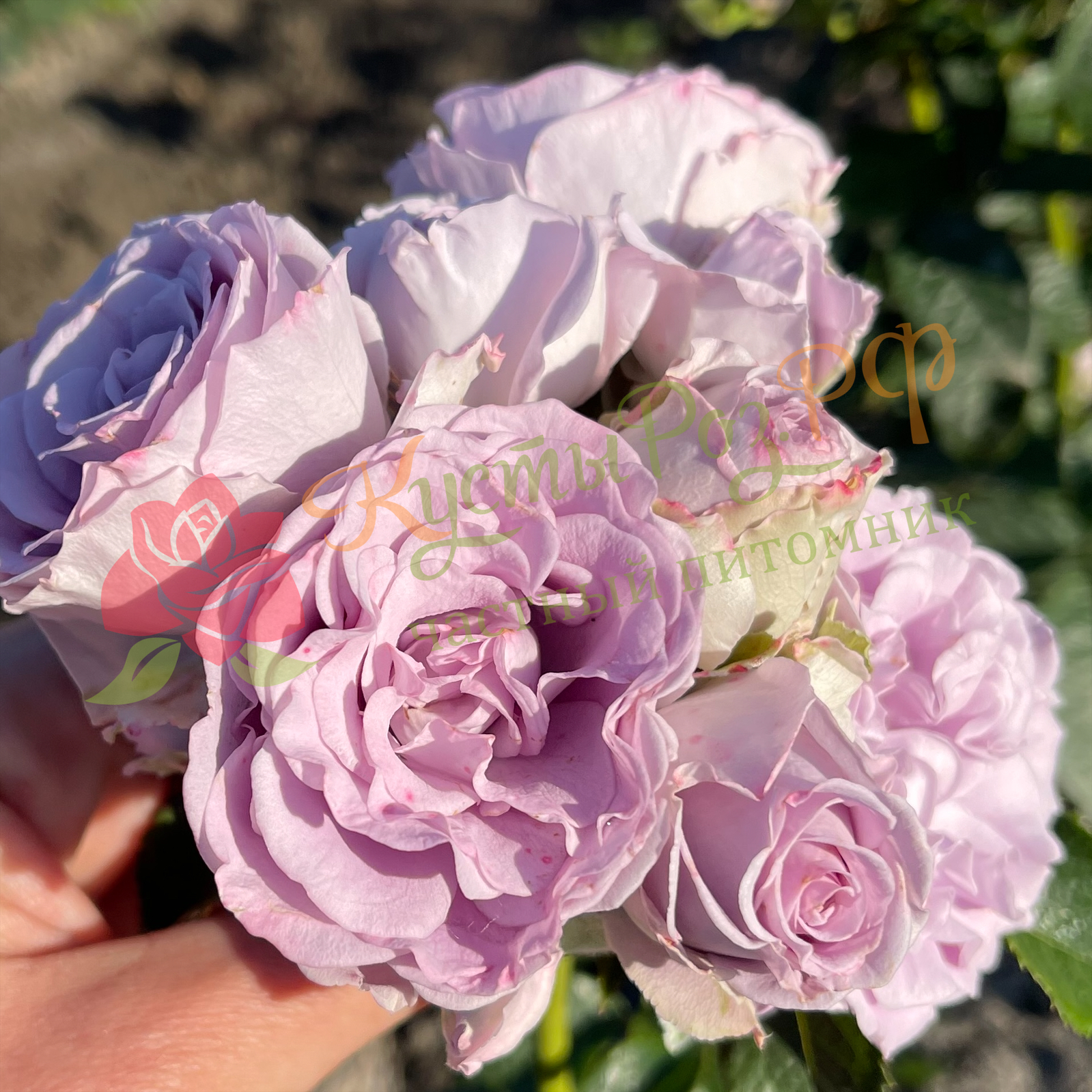 Лавендер Букет (Lavender Bouquet) в Ставрополе
