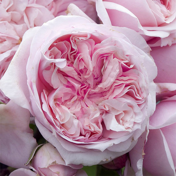 Шато Барбероллес в Ставрополе