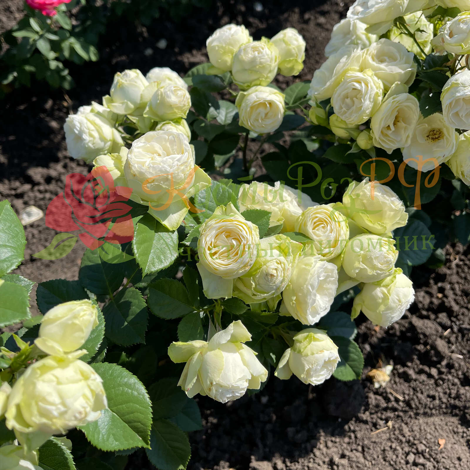 Ванила Лейс (Vanilla Lace) в Ставрополе