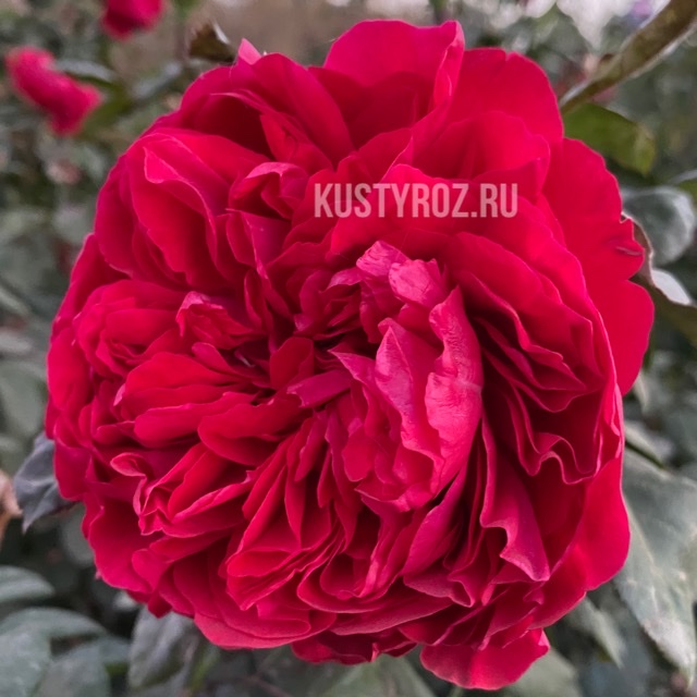 Ред Эден Роуз в Ставрополе