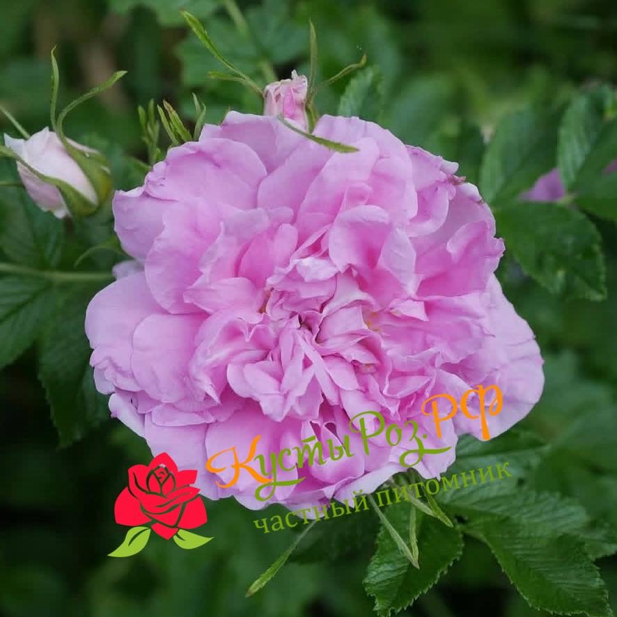 Миссис Дорин Пайк (MRS DOREEN PIKE) в Ставрополе