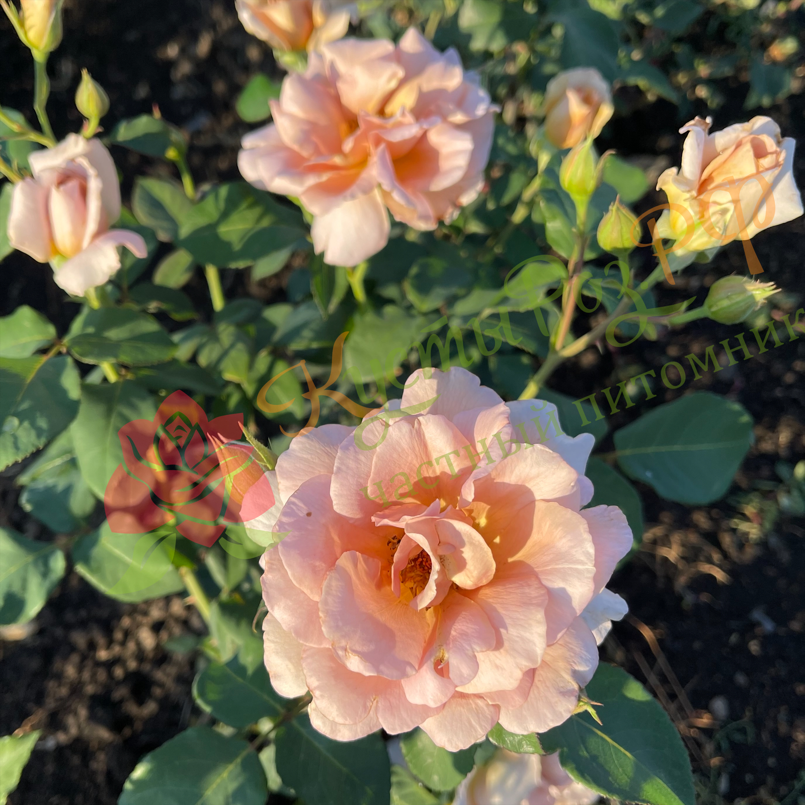 Джулия Роуз (Julia's Rose) в Ставрополе