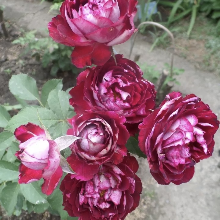 Бель де Сегоза (Belle de Segosa) в Ставрополе