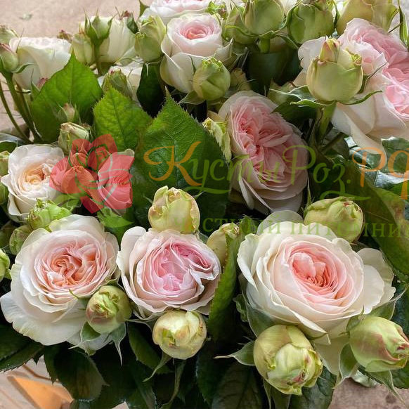 Лорена Саммерхаус (Lorena Summerhouse) в Ставрополе