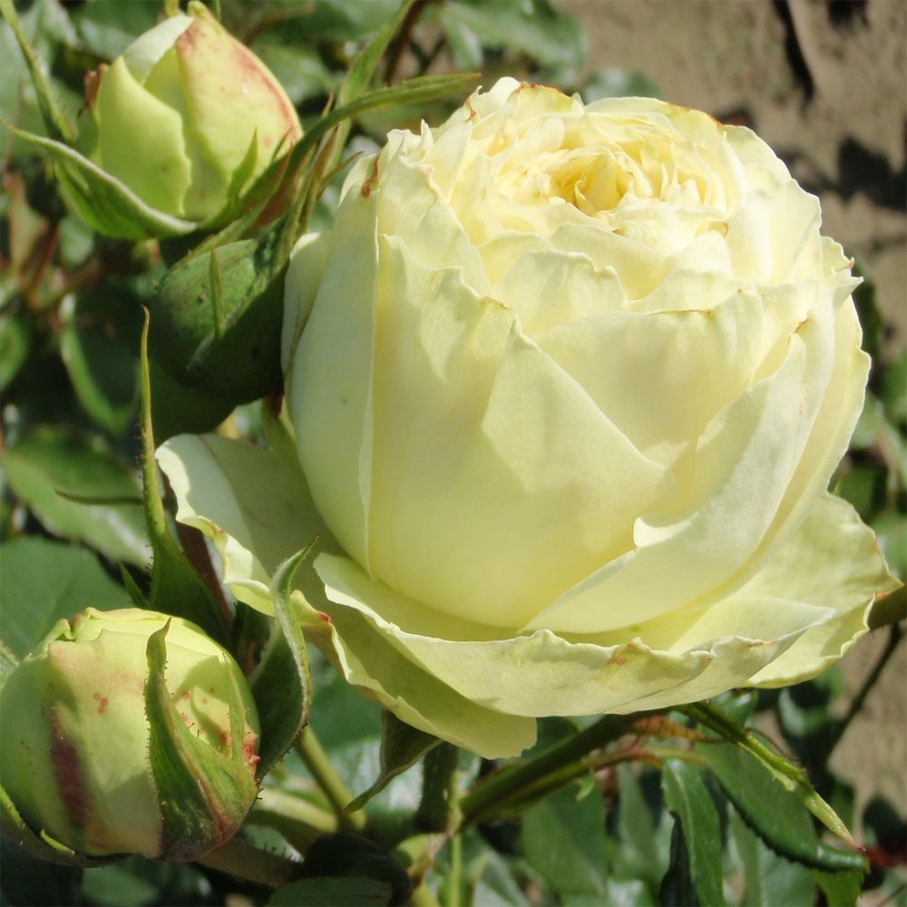 Лемон Рококо в Ставрополе