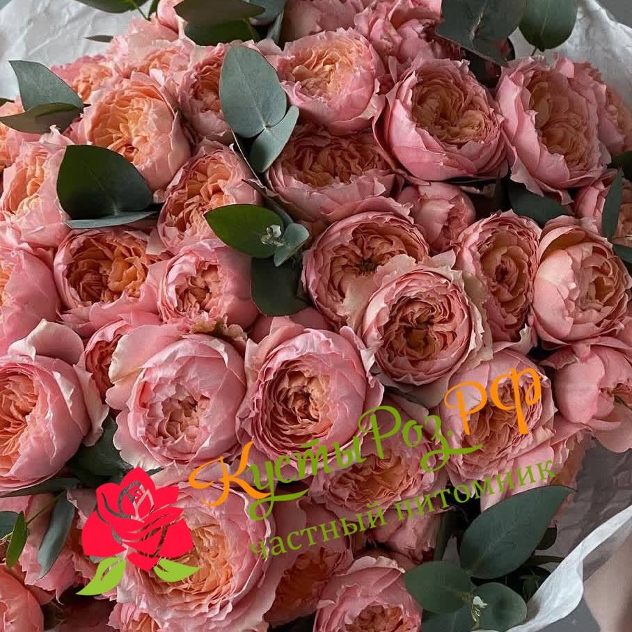 Джульетта спрей (Juliette Spray) в Ставрополе