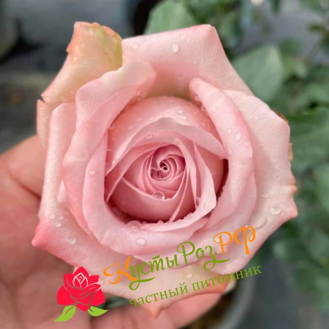 Ретро Лав (Retro Love) в Ставрополе