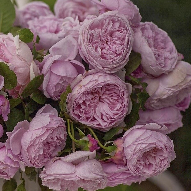 Спирит оф Фридом ( Spirit of Freedom) в Ставрополе