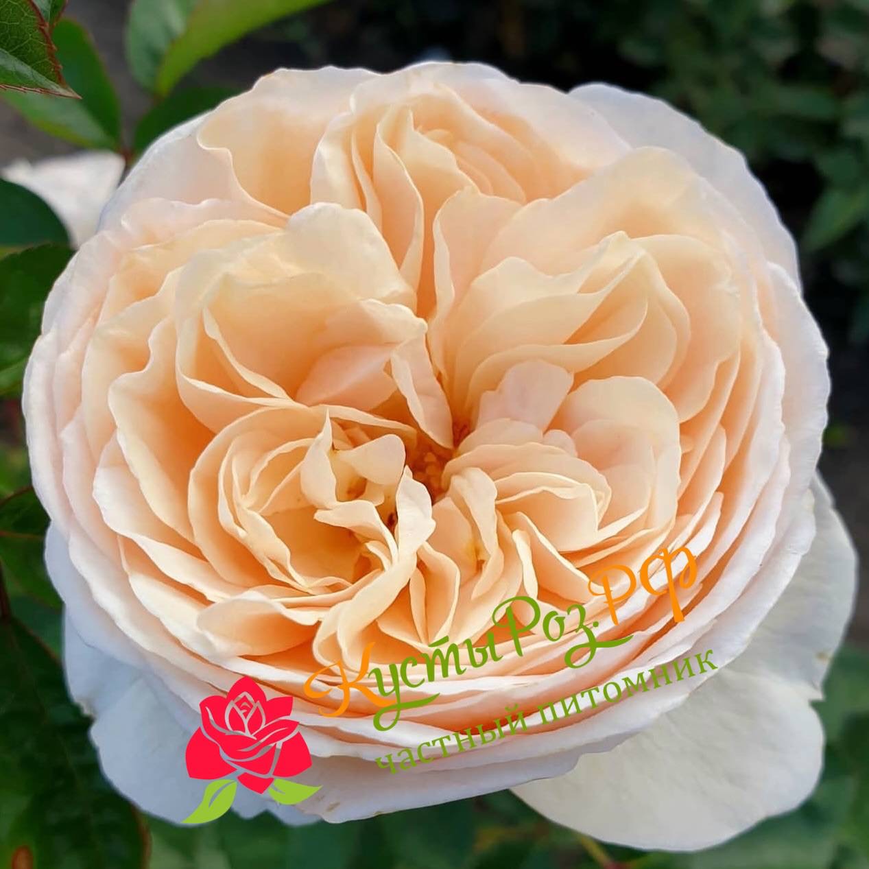 Эзра (Ezra) в Ставрополе